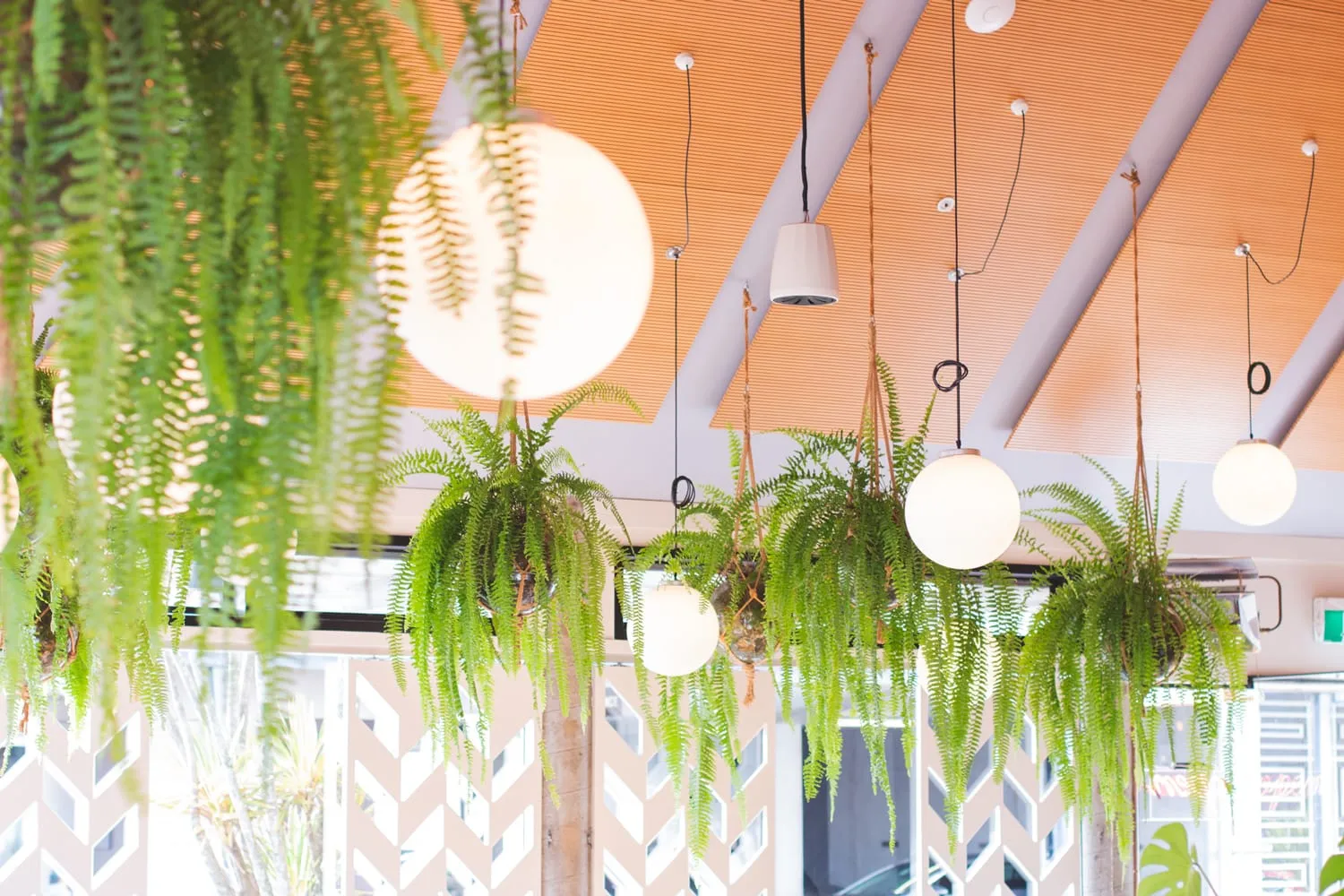 Hanging ferns and globe lights under the timber ceiling
